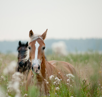 reiten